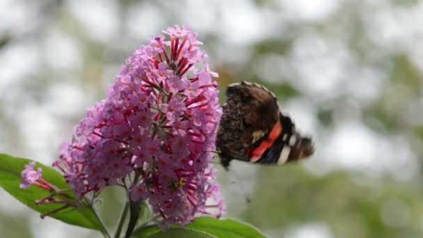 Motyl Red admirał (Vanessa atalanta) na różowy Buddleia bush — Wideo stockowe