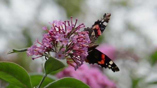 Fjärilen amiral (Vanessa atalanta) på rosa Buddleia bush — Stockvideo