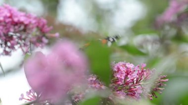 Kırmızı Amiral kelebek (Vanessa atalanta) pembe Buddleia Bush