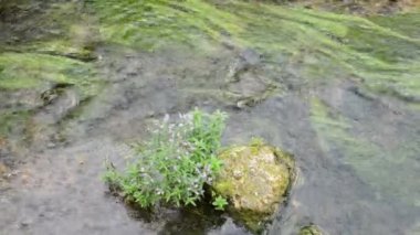 su anunculus aquatilis (ortak su-crowfoot) bir akış su Pottenstein (Almanya bitkiler)