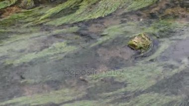 su anunculus aquatilis (ortak su-crowfoot) bir akış su Pottenstein (Almanya bitkiler)