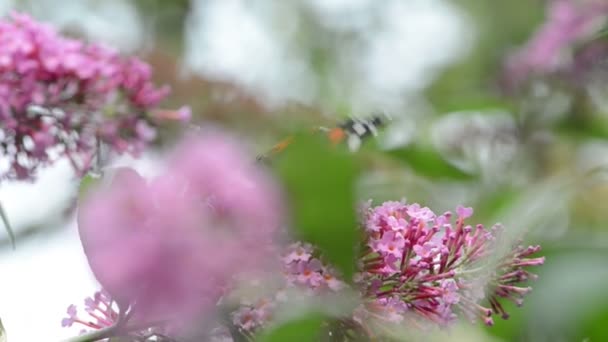 Vlinder van nummervlinder (Vanessa atalanta) op roze Buddleia bush — Stockvideo