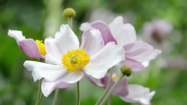 Рожева квітка анемони (Anemone hupehensis ) — стокове відео