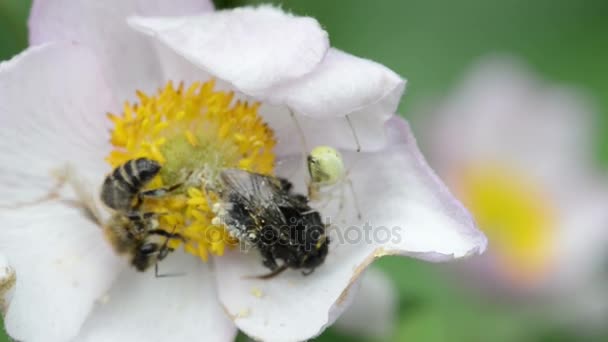 Αράχνη σίτιση αγριομελισσών στο εσωτερικό του ένα λουλούδι Ανεμώνη. μέλισσα στην άκρη. — Αρχείο Βίντεο
