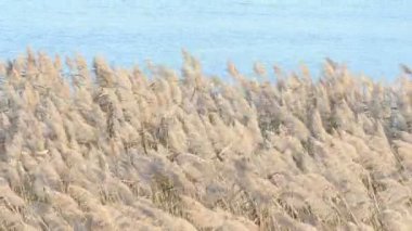 Göl reed sahada Rüzgar.