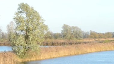 Göl reed sahada Rüzgar.