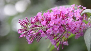 Rüzgarda buddleia bush. olarak da bilinen yaz leylak, kelebek-bush veya turuncu göz.