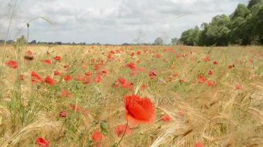 Yaz çavdar ile haşhaş alanında. Havelland (Almanya).
