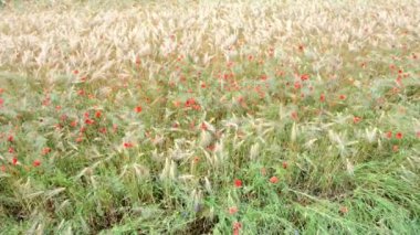 Yaz çavdar ile haşhaş alanında. Havelland (Almanya).
