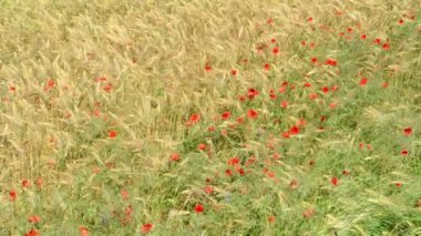 Yaz çavdar ile haşhaş alanında. Havelland (Almanya).