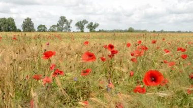 Yaz çavdar ile haşhaş alanında. Havelland (Almanya).