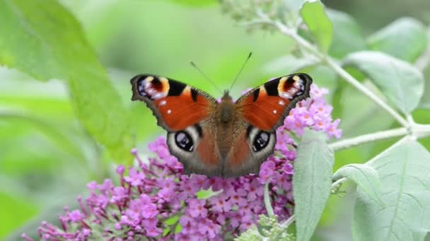 Papillon de paon assis sur le buisson de papillon (Buddleja ) — Video