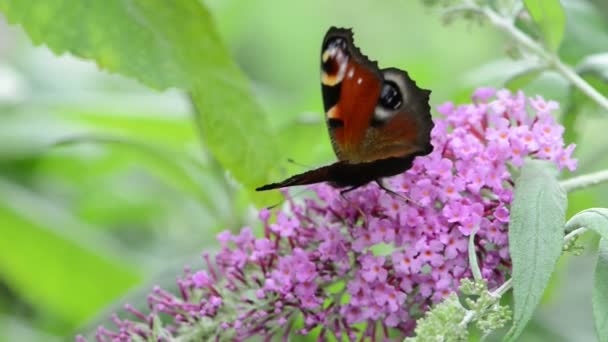 Pfau Schmetterling sitzt auf Schmetterlingsstrauch (buddleja) — Stockvideo