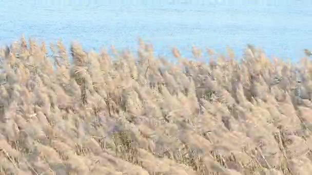 Вітер тростину поле на озері . — стокове відео