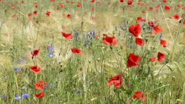 Маковое поле летом с ржаным хлебом. Havelland (Германия) ). — стоковое видео
