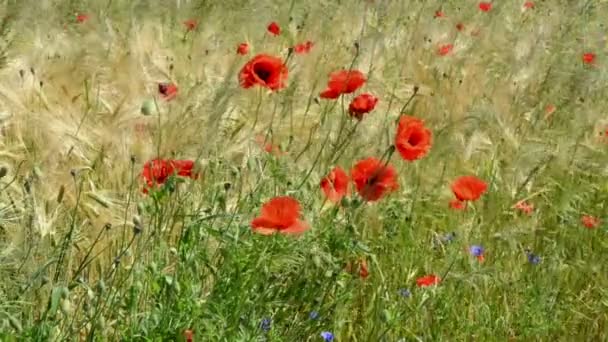 Poppy field in summer with rye. Havelland (Germany). — Stock Video