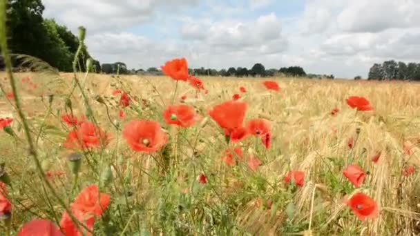 Poppy field in summer with rye. Havelland (Germany). — Stock Video