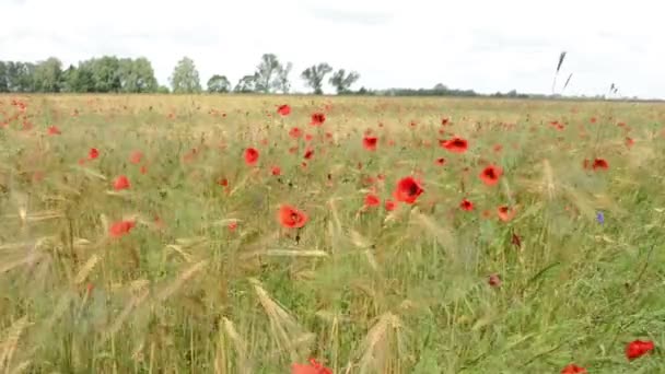 Poppy field in summer with rye. Havelland (Germany). — Stock Video