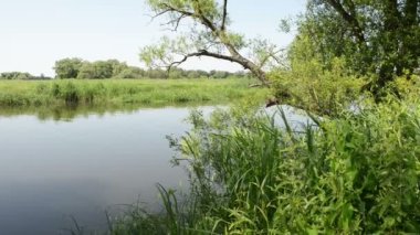 Yaz aylarında Havel Nehri. Ana Nehri'nin Havelland (Brandenburg, Almanya akan küçük yan kol)