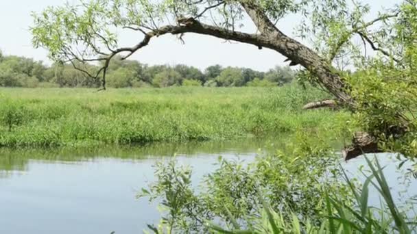 Havel river in summer. Small side arm of main river flowing through Havelland (Brandenburg, Germany) — Stock Video