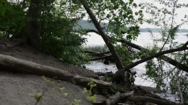Laach Gölü (bkz. Laacher), Almanya tipik caldera gölde. eski drift ahşap ağaç su.