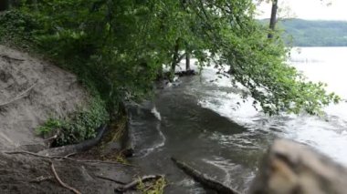 Laach Gölü (bkz. Laacher), Almanya tipik caldera gölde. eski drift ahşap ağaç su.