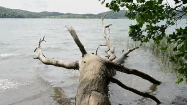 Laach Gölü (bkz. Laacher), Almanya tipik caldera gölde. eski drift ahşap ağaç su.