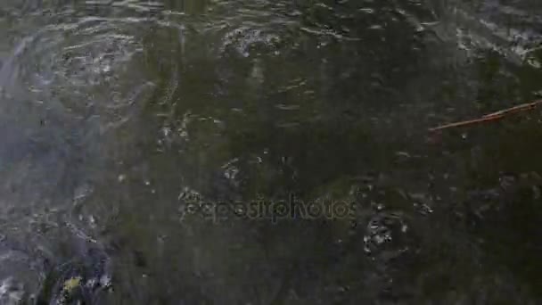 Ácido carbónico. Lago Laach (Laacher See), um típico lago caldeira na Alemanha. Lugar geológico causa Ácido carbônico vem até o lago por atividade vulcanismo . — Vídeo de Stock