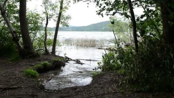 Laach sjö (Laacher See), en typisk caldera sjön i Tyskland. drift wood trädgren i vatten. — Stockvideo