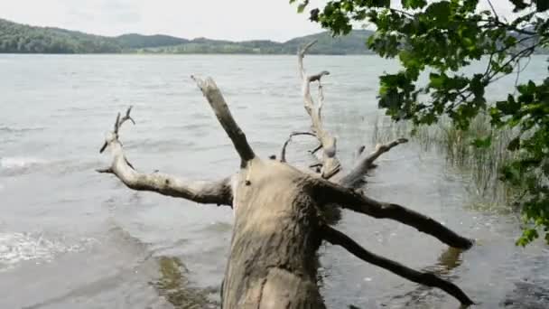 Der Laacher See ist ein typischer Calderasee in Deutschland. alter Treibholzbaum im Wasser. — Stockvideo