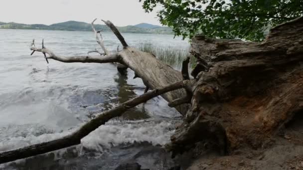 Der Laacher See ist ein typischer Calderasee in Deutschland. alter Treibholzbaum im Wasser. — Stockvideo
