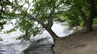 Laach Gölü (bkz. Laacher), Almanya tipik caldera gölde. eski drift ahşap ağaç su.