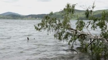 Laach Gölü (bkz. Laacher), Almanya tipik caldera gölde. eski drift ahşap ağaç su.