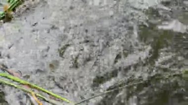 Karbonik asit. Laach Gölü (bkz. Laacher), Almanya tipik caldera gölde. Jeolojik yer neden karbonik asit göle volkanizma etkinliği ile çıkageldi.