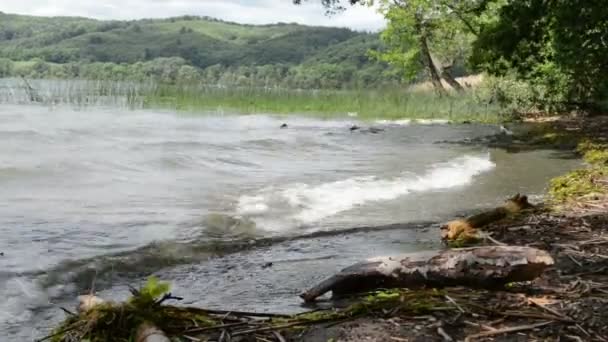 라 하 호수 (Laacher 참조), 독일에서 전형적인 칼데라 호수. 물에 오래 된 드리프트 나무 나무. — 비디오