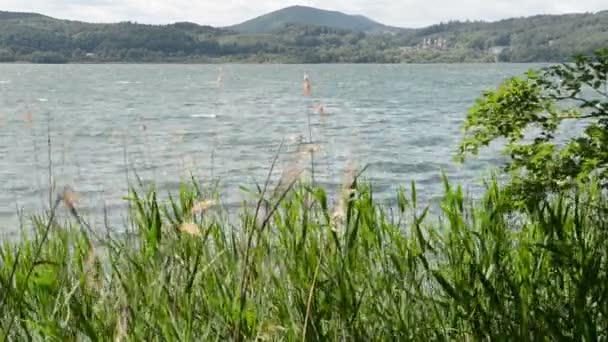 Laach sjö (Laacher See), en typisk caldera sjön i Tyskland. drift wood trädgren i vatten. — Stockvideo