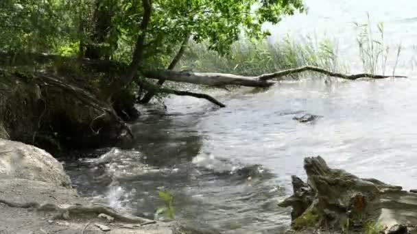 Lac Laach (Laacher See), un lac typique de caldeira en Allemagne. vieil arbre à bois dérivant dans l'eau . — Video