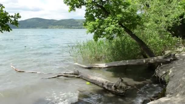Der Laacher See ist ein typischer Calderasee in Deutschland. alter Treibholzbaum im Wasser. — Stockvideo