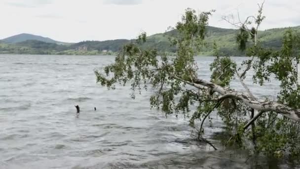 Laach See (Laacher See), een typische caldera lake in Duitsland. oude drift houten boom in water. — Stockvideo