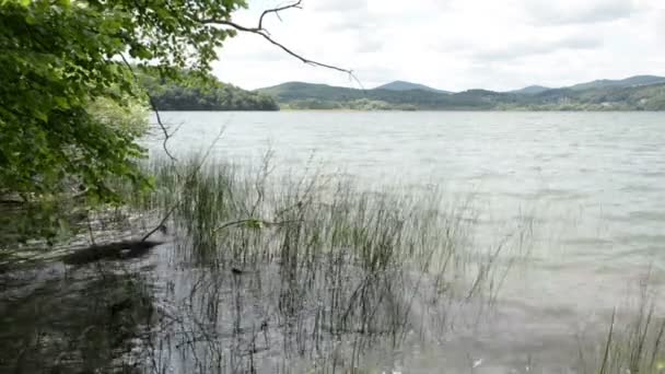 Laach See (Laacher See), een typische caldera lake in Duitsland. oude drift houten boom in water. — Stockvideo