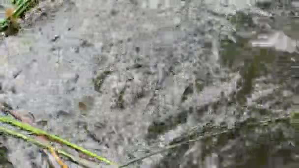 Koolzuur. Laach See (Laacher See), een typische caldera lake in Duitsland. Geologische plaats oorzaak koolzuur komt naar het meer door vulkanisme activiteit. — Stockvideo