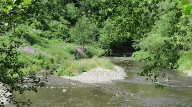 Elz nehir orman her yerde. Köyün Monreal boyunca nehir akar ve kalenin Burg Eltz. (Eifel, Almanya)