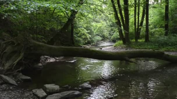 Rivière Elz avec forêt tout autour. La rivière coule le long du village Monreal et du château Burg Eltz. (Eifel, Allemagne )