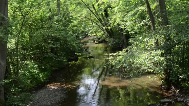 Elz mit Wald ringsum. Der Fluss fließt entlang des Dorfes Monreal und der Burgburg. (eifel)) — Stockvideo