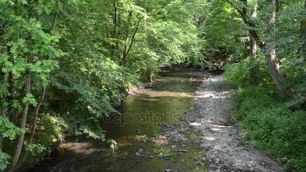 Elz nehir orman her yerde. Köyün Monreal boyunca nehir akar ve kalenin Burg Eltz. (Eifel, Almanya) — Stok video