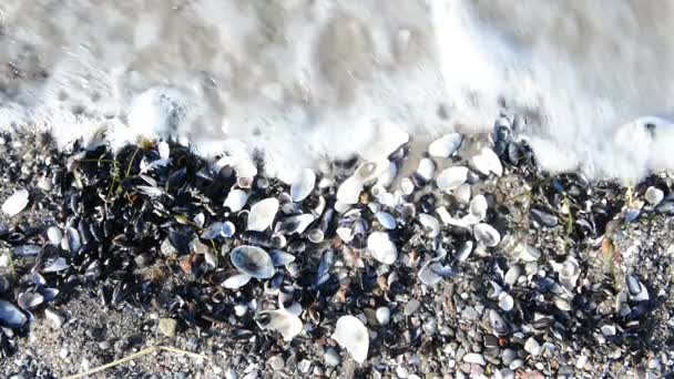 Coquille et les vagues de rupture sur le rivage avec des cailloux (mer Baltique ) — Video