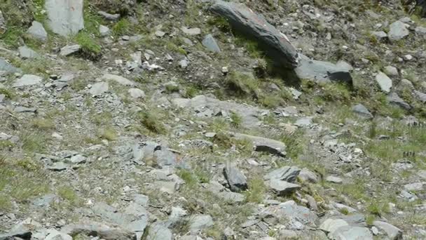 Marmota alpina en la montaña Grossglockner y glaciar Pasterze — Vídeo de stock