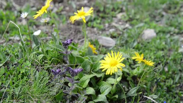 Alpenbloemen als kruiden arnica bloem. Gelegen in het berggebied van de Grossglockner. — Stockvideo
