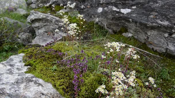 Wild thyme on a rock in alps — Stock Video