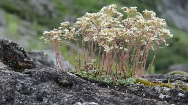 Avusturya Avrupa Alpleri'nde Saxifraga. — Stok video